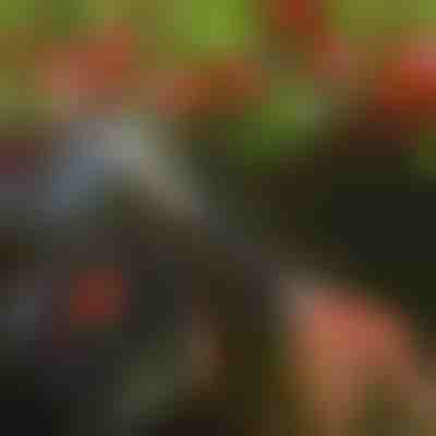 Fa metszőolló | TREESNIP